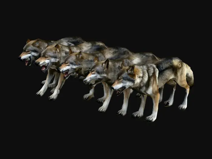 3D model for pack of agressive wolves