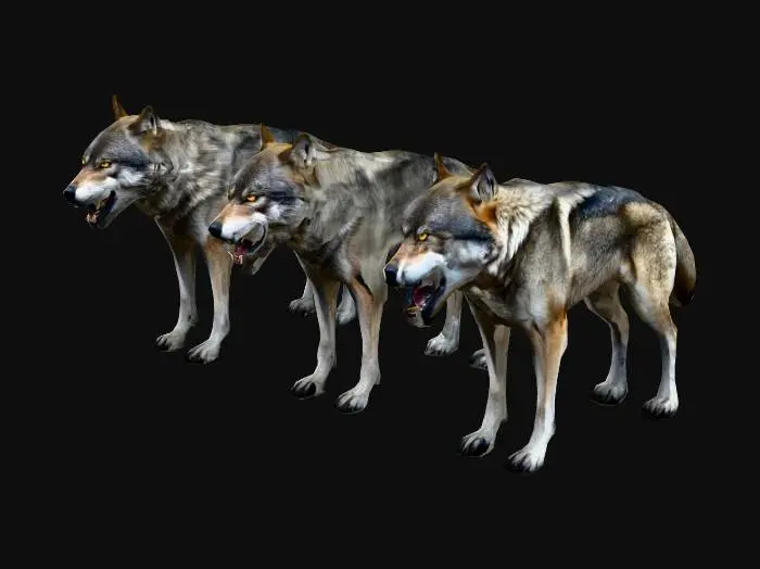 3D model for pack of agressive wolves