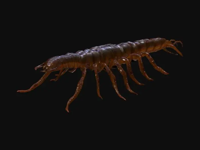 3D model for Giant monstrous centipede. Extremely elongated segmented body, stretching long and narrow like a worm. Dozens of thin insect legs running along both sides, evenly spaced. Each leg sharp, clawed, jointed, moving in waves. Glossy armored chitin covering every segment. Head small compared to body, with many eyes and sharp biting mandibles, not crab claws. Long slimy tentacles emerging from mouth and thorax, writhing and reaching. Texture rough, glossy, slimy fluids. Dark brown and black body, faint green bioluminescent glow between segments. Horror tone, unnatural predator. Realistic, cinematic detail.
