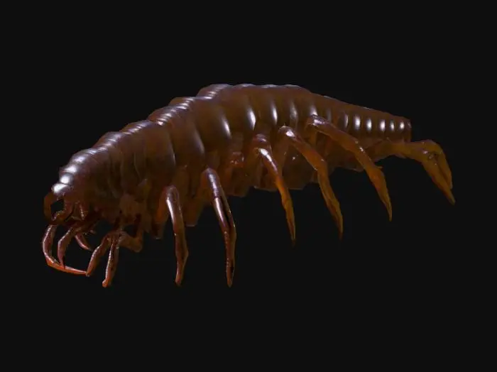 3D model for Giant monstrous centipede. Extremely elongated segmented body, stretching long and narrow like a worm. Dozens of thin insect legs running along both sides, evenly spaced. Each leg sharp, clawed, jointed, moving in waves. Glossy armored chitin covering every segment. Head small compared to body, with many eyes and sharp biting mandibles, not crab claws. Long slimy tentacles emerging from mouth and thorax, writhing and reaching. Texture rough, glossy, slimy fluids. Dark brown and black body, faint green bioluminescent glow between segments. Horror tone, unnatural predator. Realistic, cinematic detail.
