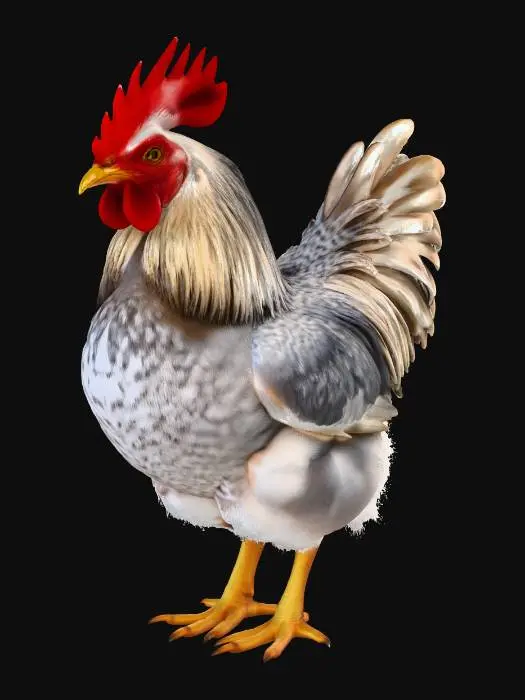 3D model for brahma huhn