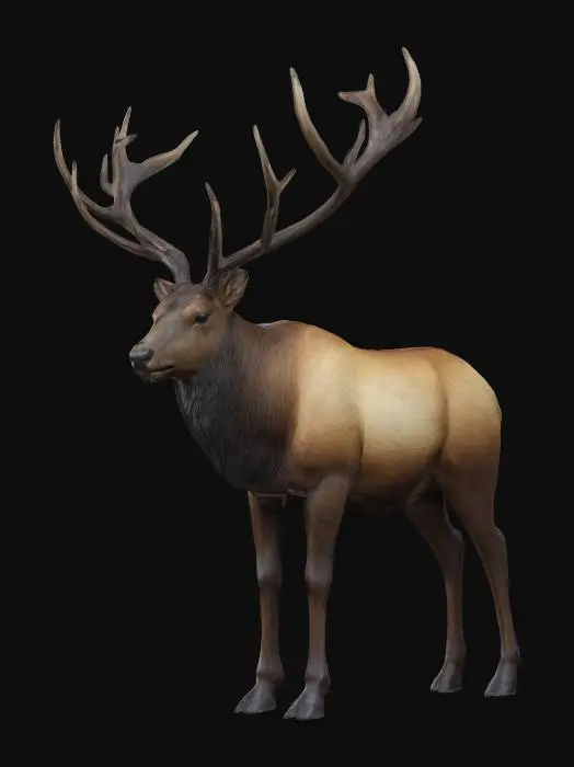 3D model for A detailed realistic elk with majestic antlers.