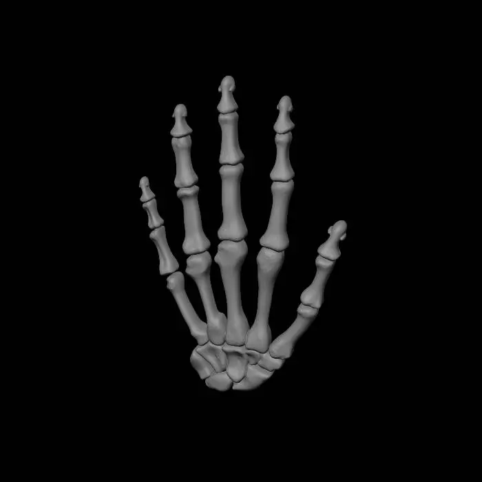3D model for Colorful Hand Skeleton Diagram