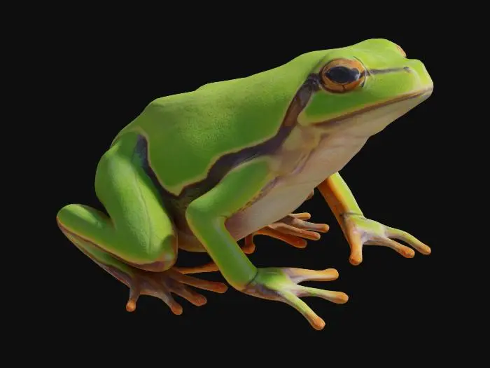 3D model for Green FROG