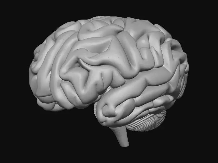 3D model for Brain Model