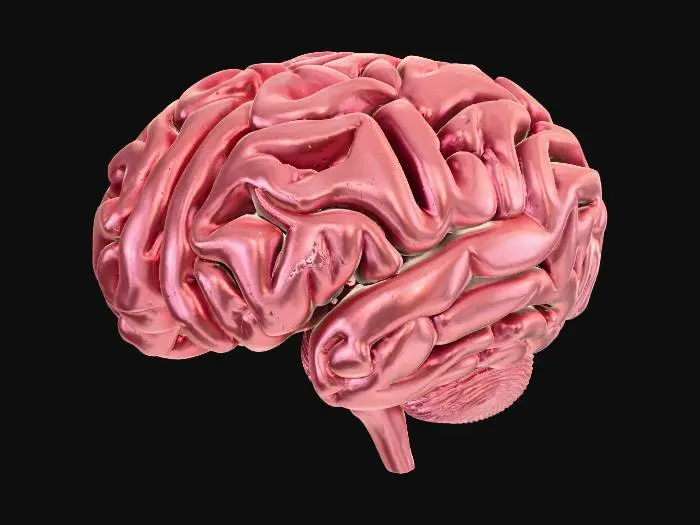 3D model for Brain Model