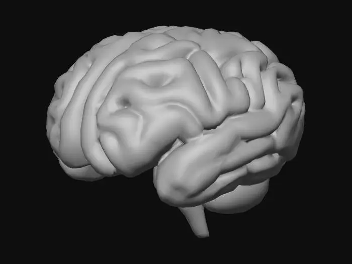 3D model for Brain Model