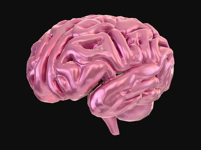 3D model for Brain Model