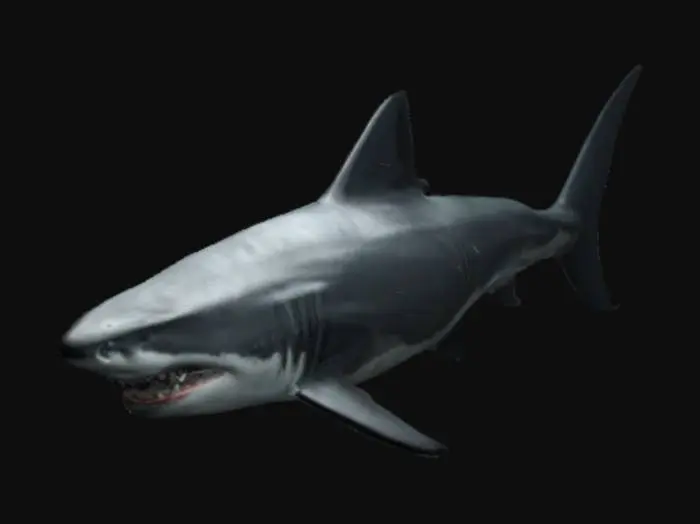 3D model for Very dark ,giant white shark inspired by 1975 film JAWS. high quality,very detailed. 4k high quality dark textures.ready for enreal engineering 