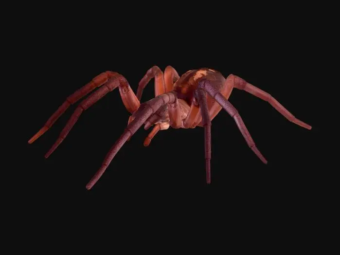 3D model for Spider