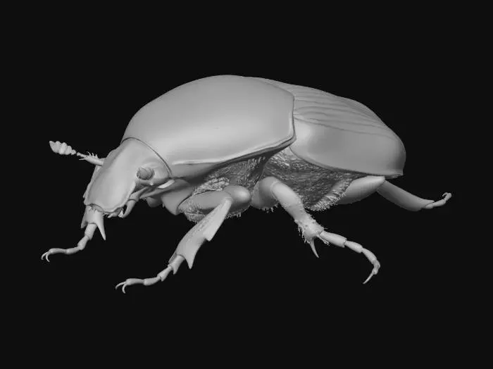 3D model for Emerald Jewel Beetle
