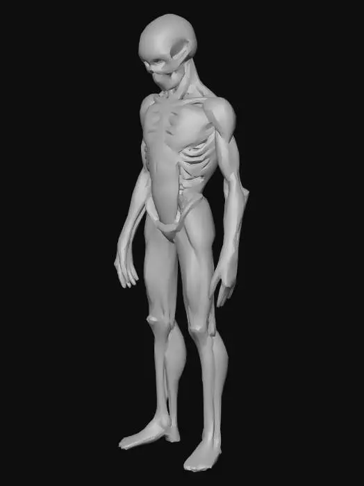 3D model for Anatomical Figure