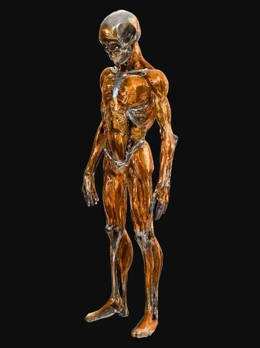 3D model for Anatomical Figure