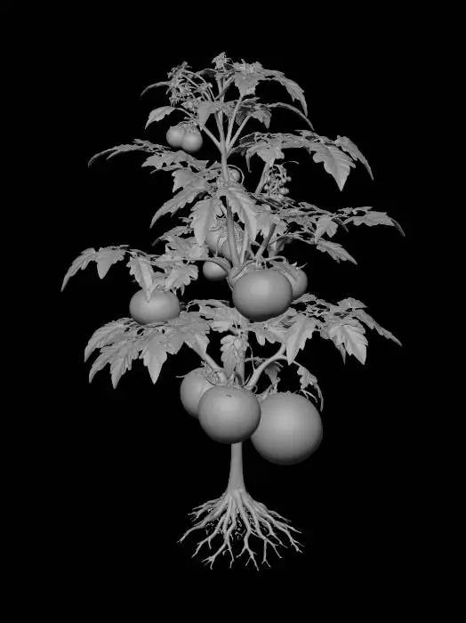 3D model for Tomato Plant with Roots