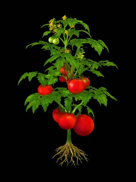 3D model for Tomato Plant with Roots