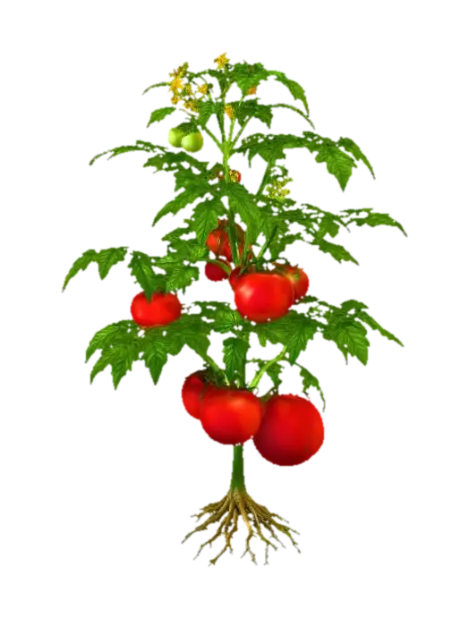 Tomato Plant with Roots - Stem 3D model, vytvořený pomocí AI