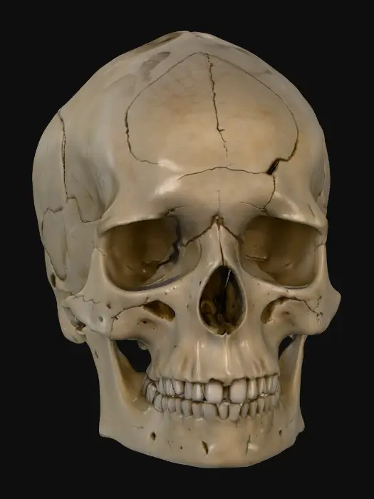 3D model for Desert Skull