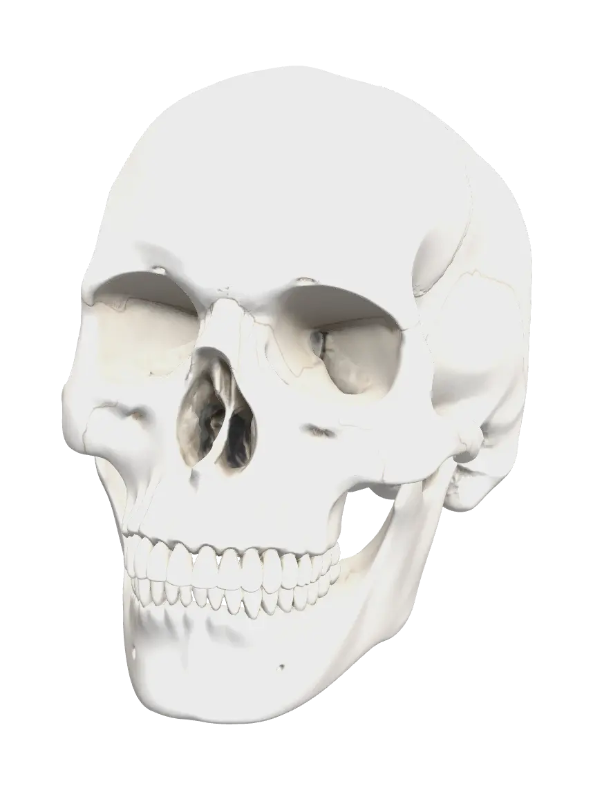 Realistic Skull Diagram - Vertebrae 3D model, vytvořený pomocí AI