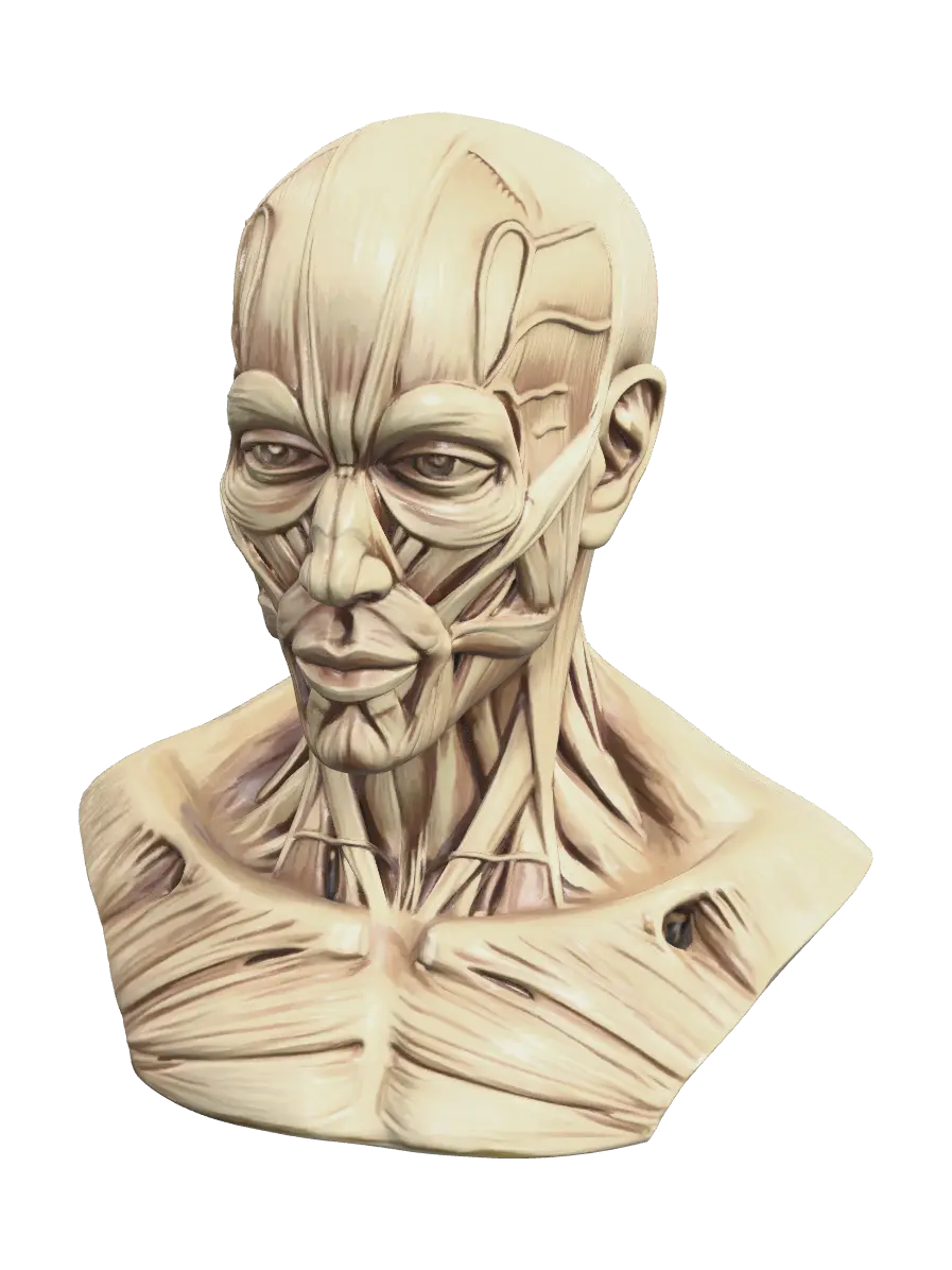 Realistic Skull Diagram - Vertebrae 3D model, vytvořený pomocí AI