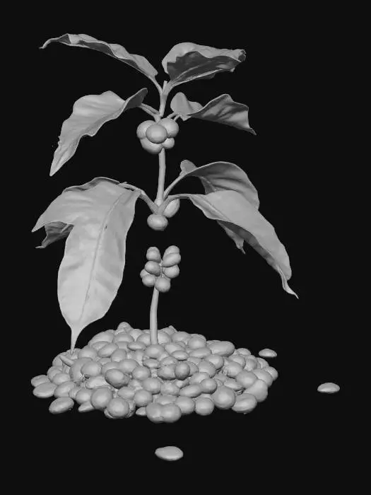 3D model for Coffee Growth Journey