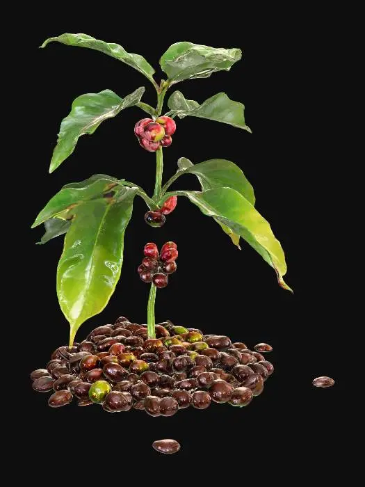 3D model for Coffee Growth Journey