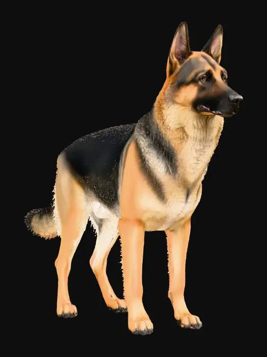 3D model for A photorealistic, anatomically correct German Shepherd dog in a neutral standing P-pose. Features the breed's characteristic sloping back and intelligent, alert expression. Classic black and tan sable coat with variable length fur: shorter on the face and legs, longer and thicker on the neck and body. Bushy plume tail. Ultra-realistic, 8k PBR textures, clean quad topology, game-ready, watertight mesh. Even studio lighting, no harsh shadows. Negative Prompt: cartoon, stylized, pug face, short snout, floppy ears, thin legs, frail, generic dog, simple fur, uniform fur length, deformed, bad anatomy, lanky, asymmetrical, baked lighting.