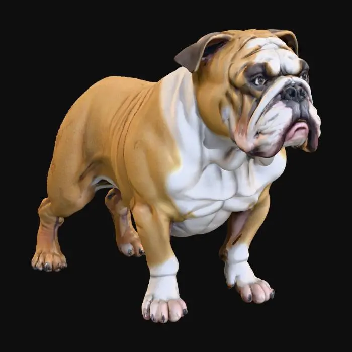 3D model for A photorealistic, anatomically correct English Bulldog in a neutral standing P-pose. Heavy, thick-set, low-swung body. Wide barrel chest. Prominent underbite and heavy jowls. Deep, thick wrinkles and skin folds on the face and neck. Short, fine-textured coat. Ultra-realistic, 8k PBR textures, clean quad topology, game-ready, watertight mesh. Even studio lighting. Negative Prompt: cartoon, stylized, slender, lanky, long legs, overbite, smooth skin, no wrinkles, generic dog, deformed, bad anatomy, asymmetrical, baked lighting.