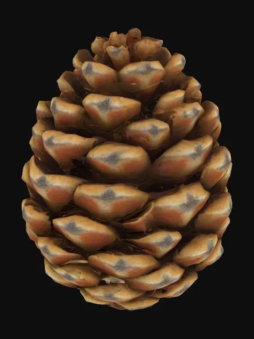 3D model for A realistic pine cone