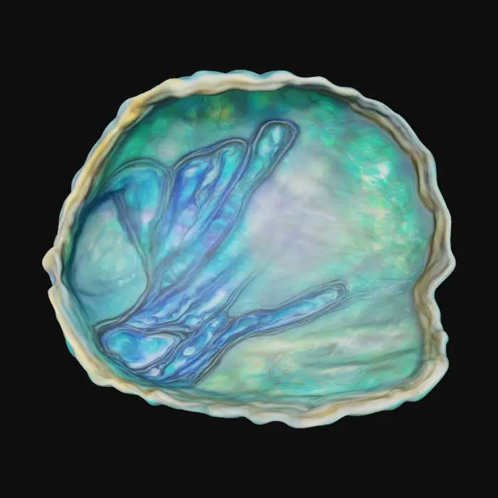 3D model for A Realistic Abalone Shell