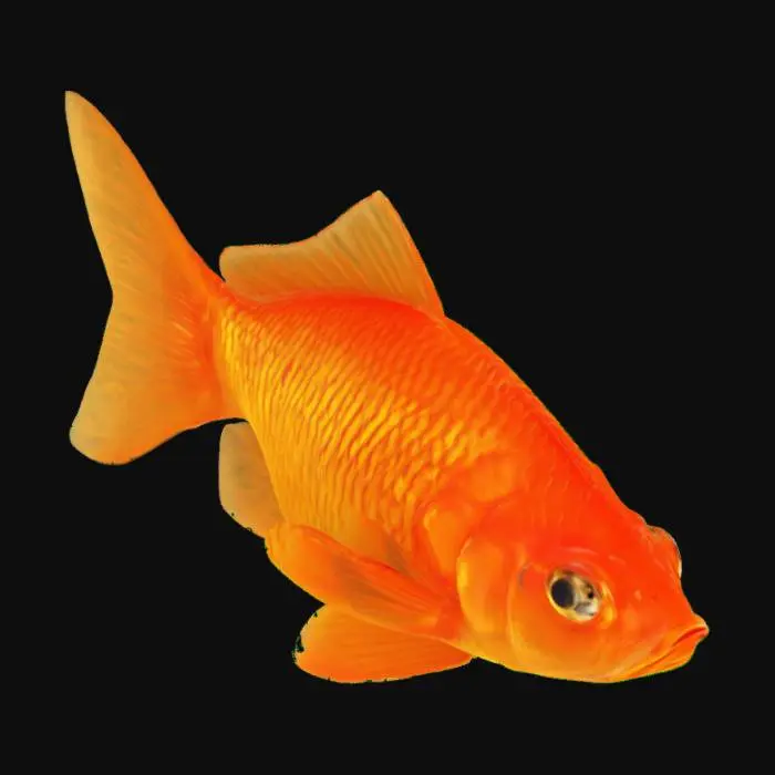 3D model for A Realistic Goldfish