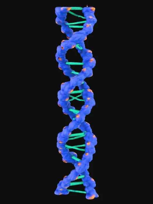 3D model for Una molecola di DNA tridimensionale, a doppia elica, è visualizzata con una texture biologica, leggermente traslucida e rugosa sulle catene esterne di zucchero-fosfato blu-violacee. Le basi interne appaiono come molecole stilizzate e luminose: Adenina (A) è blu, Timina (T) è rossa, Guanina (G) è verde e Citosina (C) è gialla, tutte connesse da sottili legami orizzontali e immerse in uno sfondo nero profondo che esalta la loro luminescenza interna.