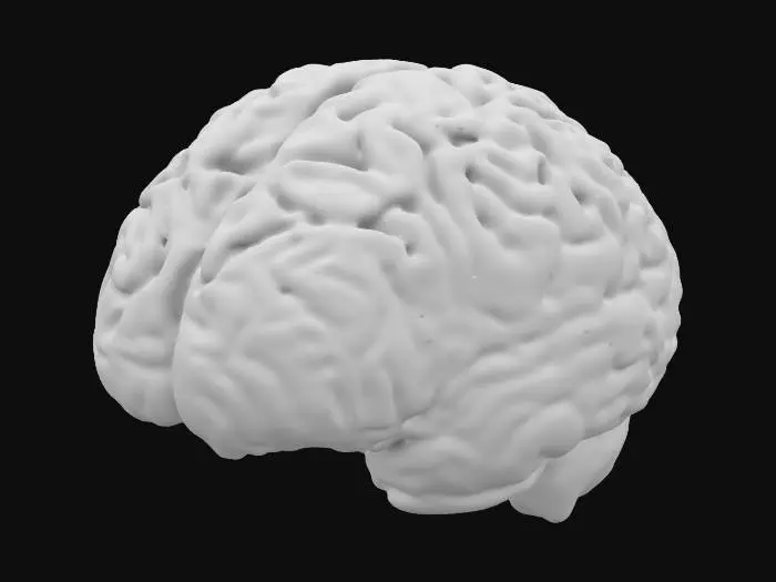 3D model for Neural Maze