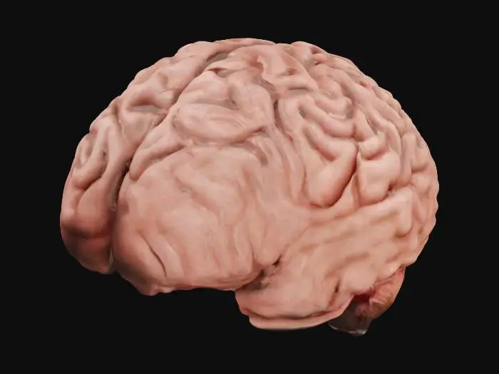 3D model for Neural Maze