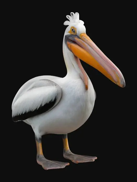 3D model for pelican, simplified