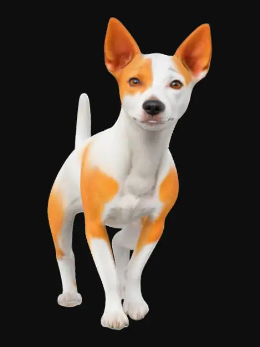 3D model for "An white and orange indie dog with a sleek, short coat, upright ears, and a confident, alert posture, standing on a grassy field with a natural, serene background."