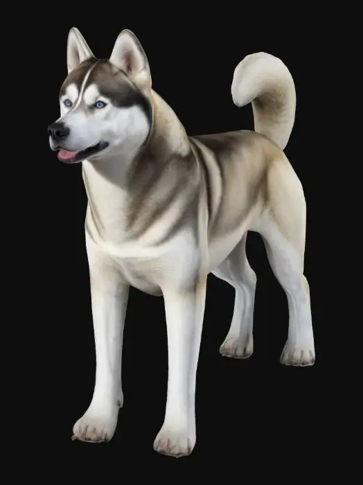 3D model for A Syberian Husky Dog