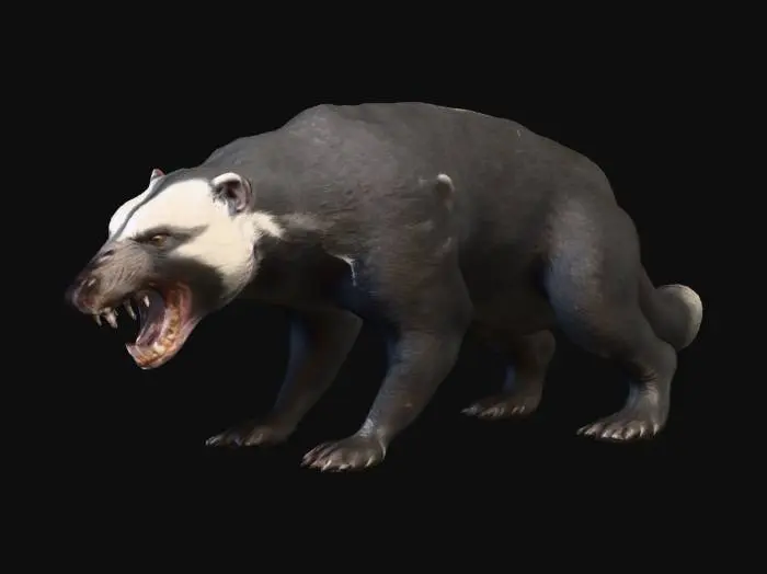 3D model for Realistic 3D model of a honey badger in an aggressive attack stance. Mouth open, showing sharp teeth in a snarl. Body low, muscles tense, with front paws extended and claws ready to strike. Coarse black fur with a grayish-white stripe. Eyes intense, focused, and fierce. High-detail textures with visible fur and skin roughness for realism