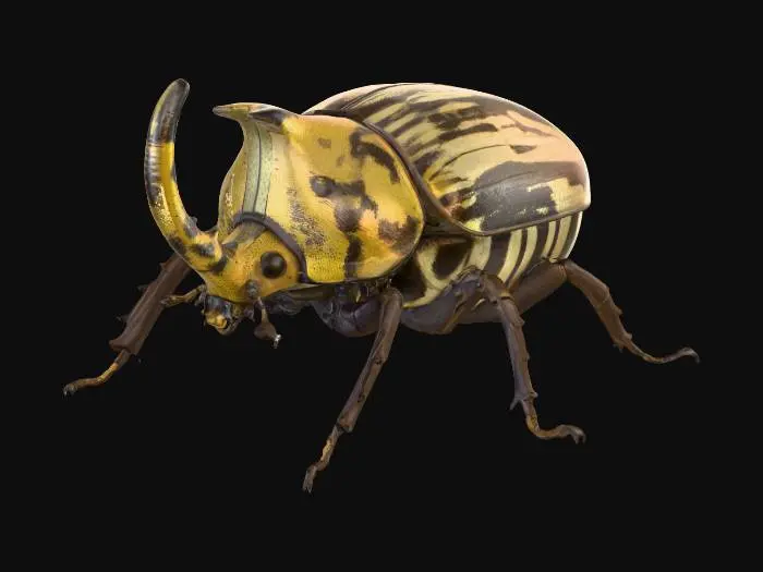 3D model for An oversized, robust rhinoceros beetle sculpture, also serving as a container, features a prominent, ridged horn and head in muted, chipped yellow with black patterns. Its large, domed upper shell displays faded markings, while the hinged lower body is painted with stark black and white diagonal stripes, showing flaked paint and scuffs. Six intricately detailed, gnarled brown legs protrude. The entire piece feels cold, solid, and rough, like aged, distressed metal and wood.