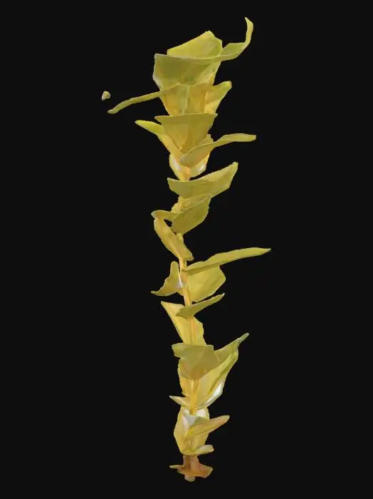 3D model for seaweed