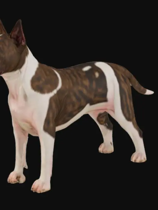 3D model for Bull Terrier in the Sun