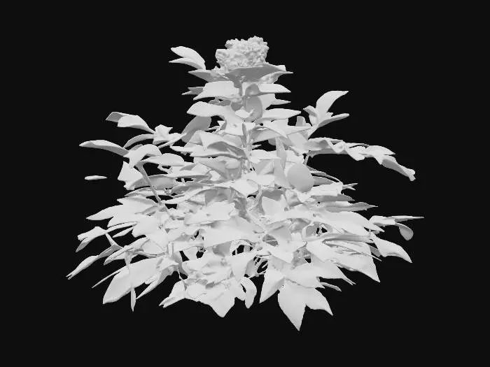 3D model for Generate an 3d model of karisalai (False Daisy, Eclipta alba or Eclipta prostrata) plant/herb.