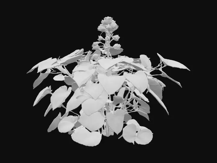 3D model for Generate an 3d model of King of Bitters (King of Bitters) plant/herb.