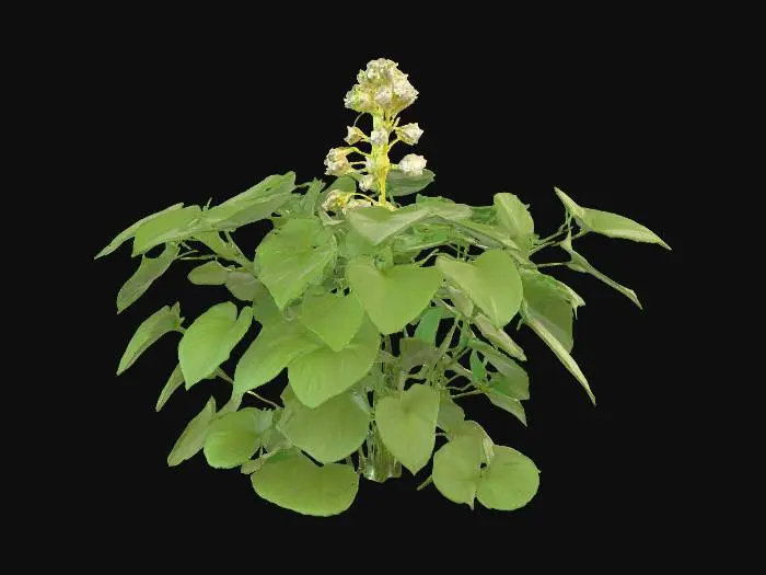 3D model for Generate an 3d model of King of Bitters (King of Bitters) plant/herb.