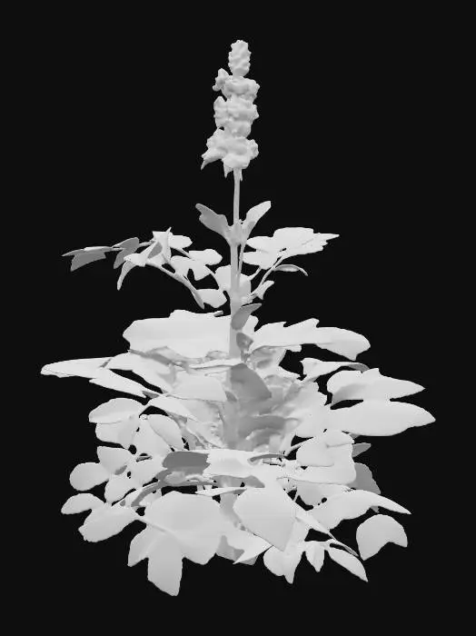 3D model for Generate an 3d model of Justicia adhatoda plant.