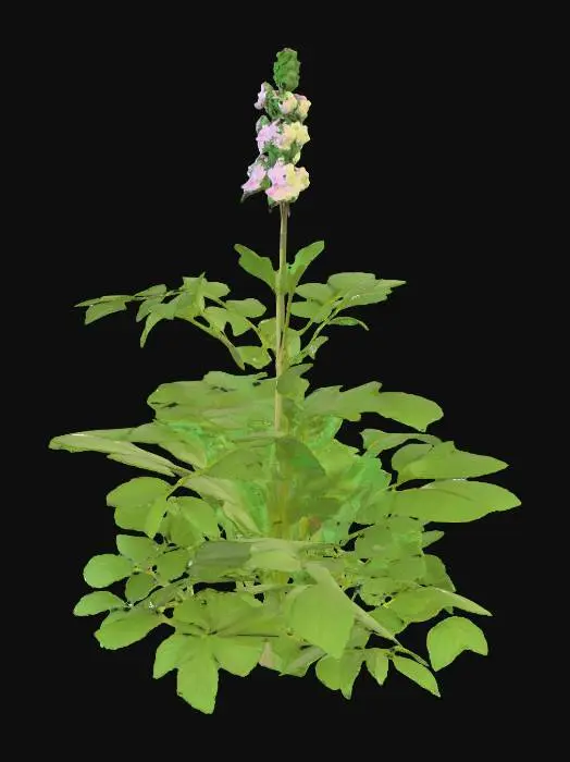 3D model for Generate an 3d model of Justicia adhatoda plant.