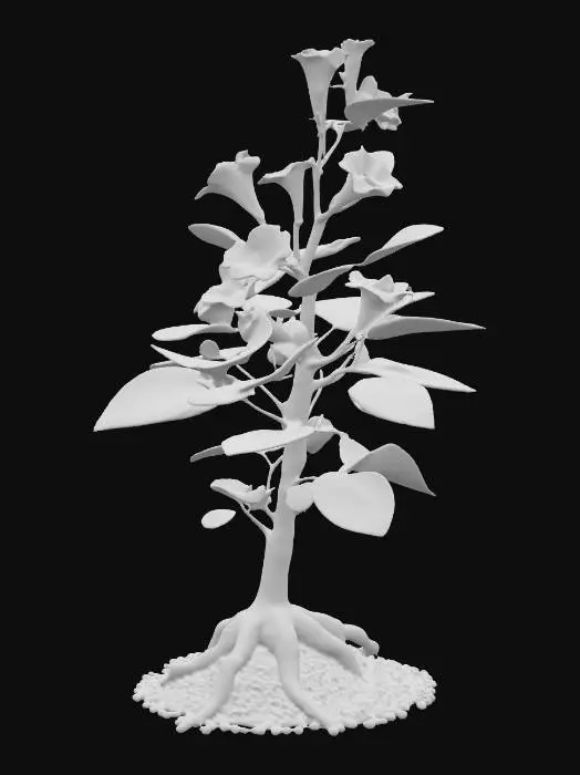3D model for Generate an 3d model of Vitania sluggard (Withania somnifera) plant/herb.