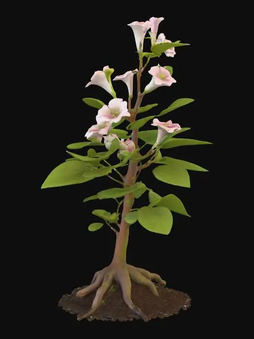 3D model for Generate an 3d model of Vitania sluggard (Withania somnifera) plant/herb.