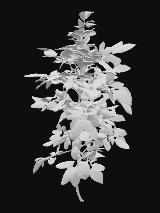 3D model for Generate an 3d model of Indian gooseberry (Phyllanthus emblica) plant/herb.