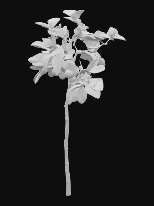 3D model for Generate an 3d model of Indian gooseberry (Phyllanthus emblica) plant/herb.