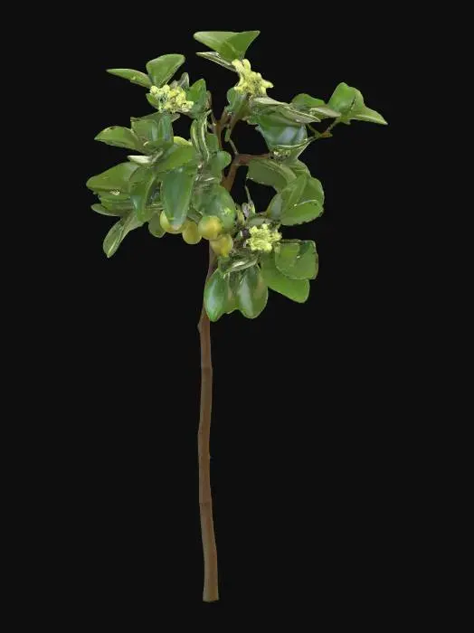 3D model for Generate an 3d model of Indian gooseberry (Phyllanthus emblica) plant/herb.